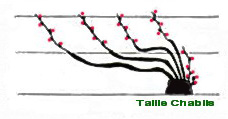 Taille-Chablis-pruning